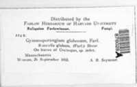 Gymnosporangium globosum image
